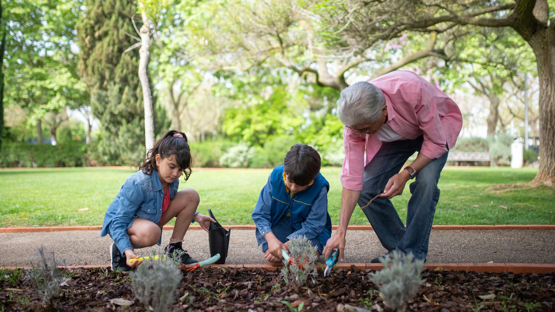A grandfather and two grandchildren planting flowers in a garden bed