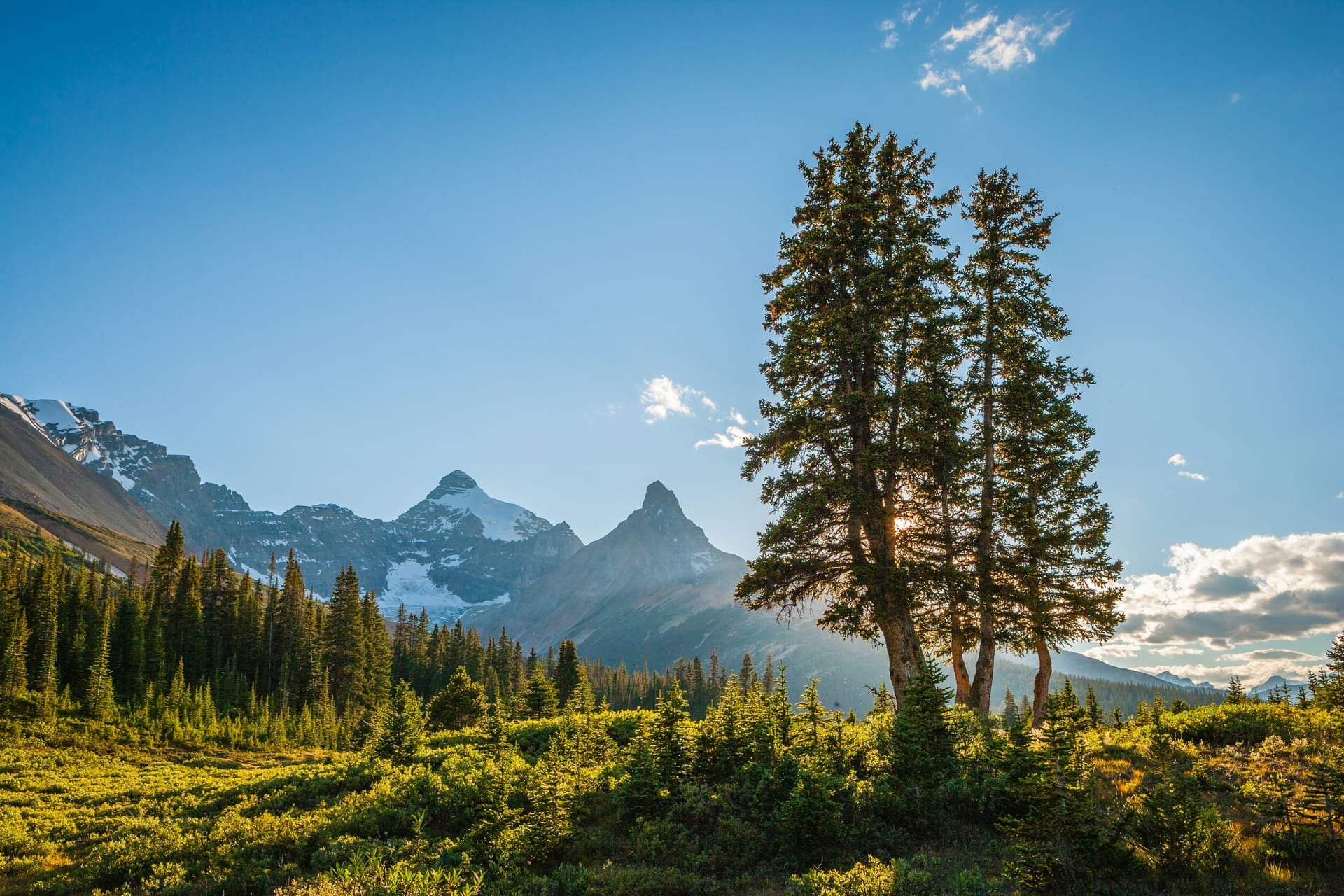 Tall pine trees in an alpine meadow with snow-capped peaks behind